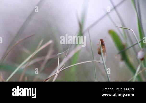 Reproduction ants Stock Videos & Footage - HD and 4K Video Clips - Alamy