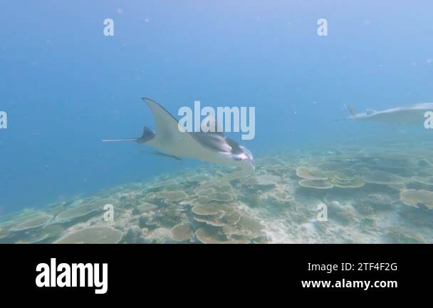 Mobula Rays From Underneath Mobula rays underwater Stock Videos & Footage - HD and 4K Video Clips ...