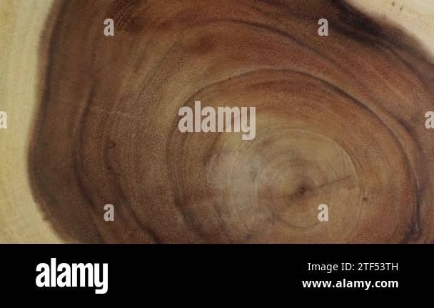 Wooden circle stump trunk background from top. Saw cross section cut ...