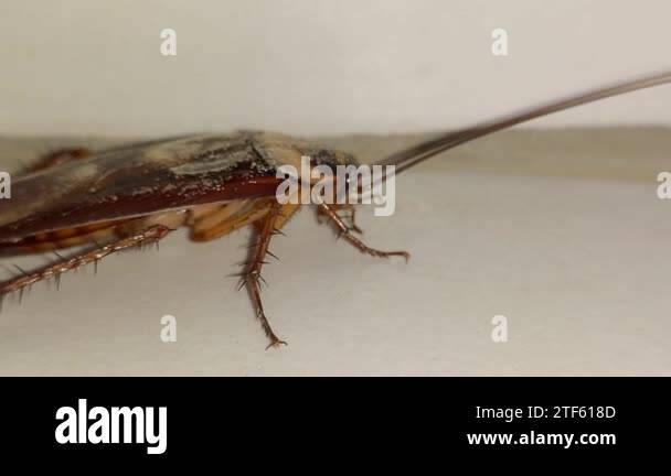 Cockroaches are insects of the order Blattodea, which also includes ...