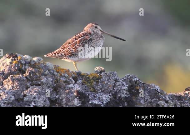 Snipe bird Stock Videos &amp; Footage - HD and 4K Video Clips - Alamy