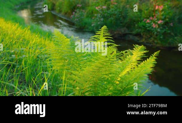 Riparian landscape Stock Videos & Footage - HD and 4K Video Clips - Alamy