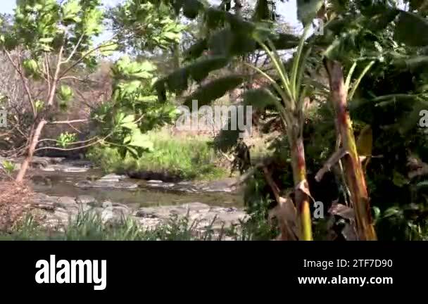 Banana trees Stock Videos & Footage - HD and 4K Video Clips - Alamy