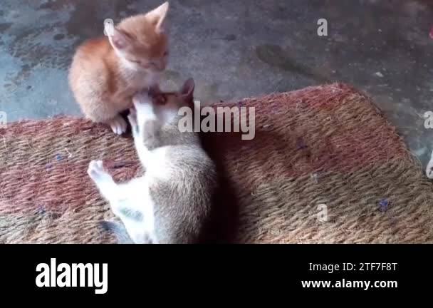 Cat Tiffs Journey To Motherhood When Is Cat Tiffs Baby Due What To Expect - 1zvx94j