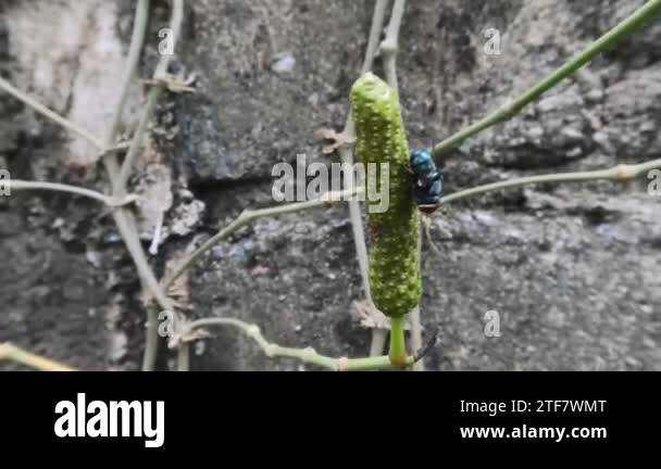 Looking to lay eggs Stock Videos & Footage - HD and 4K Video Clips - Alamy