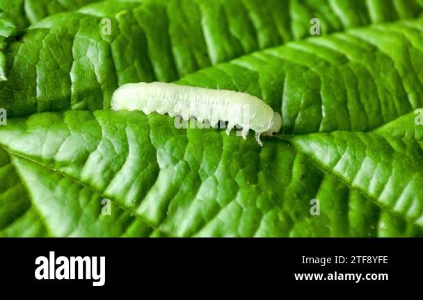 Green color larva Stock Videos & Footage - HD and 4K Video Clips - Alamy