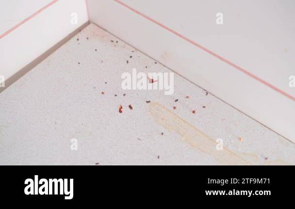 Poison from mice is placed near the accumulation of mouse droppings ...