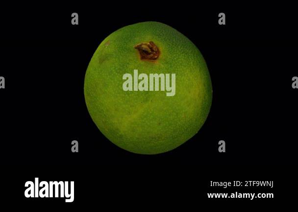 Realistic render of a rolling Calamansi (Philippine Lime) on ...