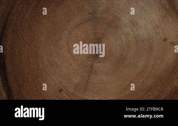 Wooden circle stump trunk background from top. Saw cross section cut ...