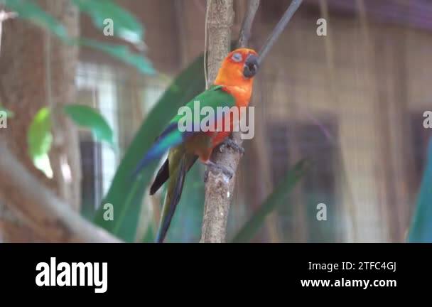 Beautiful jandaya conure parakeet, aratinga jandaya perching on the ...