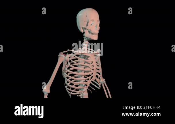 This 3d animation shows the supraspinatus muscles in full rotation loop ...