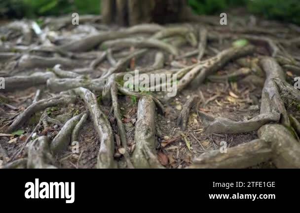Tree roots on ground natural Stock Videos & Footage - HD and 4K Video ...