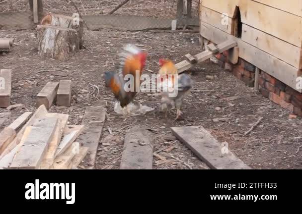 PVC-Schild 'Vorsicht Attack Rooster' – Farm-/Stall-Deko, Humorvolles Warnschild, Ca. 12,7x25,4 Cm, Mit Aufhängebohrung