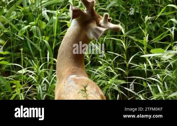 Grazing herbivore Stock Videos & Footage - HD and 4K Video Clips - Alamy - Canine Herbivore Eating Grass