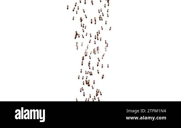 Ants insects Walking moving on the white on Green Screen Loop ...