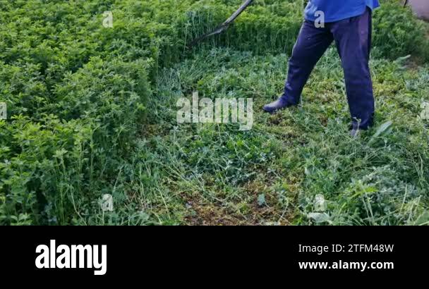 Lucerne Grass Stock Videos Footage HD And 4K Video Clips Alamy Lucerne Grass Stock Videos Footage HD And 4K Video Clips Alamy