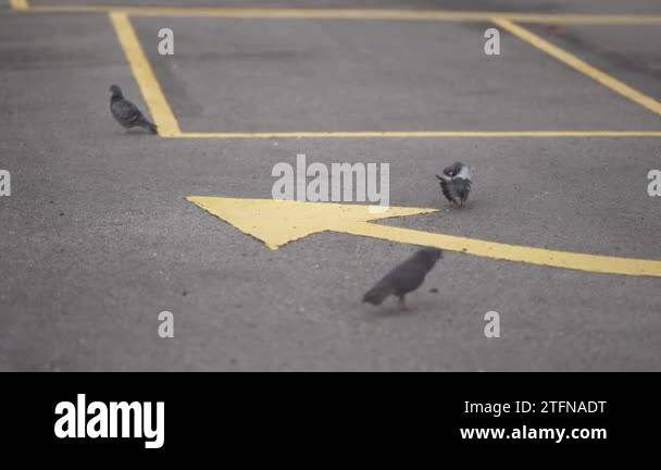 Yellow arrow road marking Stock Videos & Footage - HD and 4K Video ...