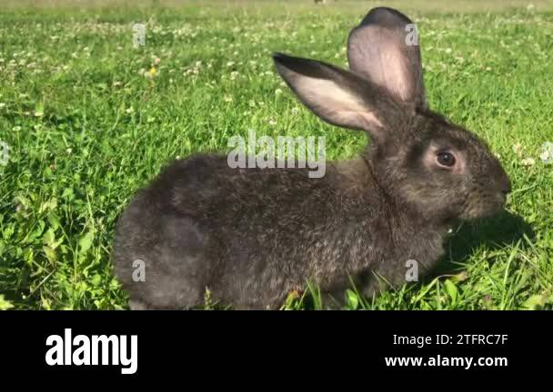 Rabbit with big ears Stock Videos & Footage - HD and 4K Video Clips - Alamy