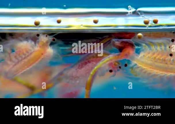 Artemia salina - small hypersaline crustaceans that live in salty ...