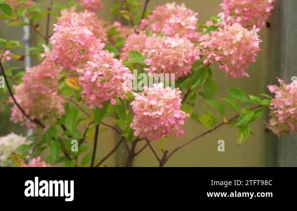 Hydrangea paniculata panicled species Stock Videos & Footage - HD and ...