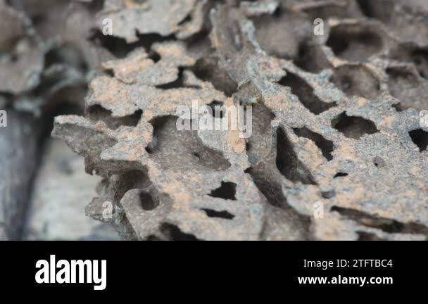 Termites in nest Stock Videos & Footage - HD and 4K Video Clips - Alamy