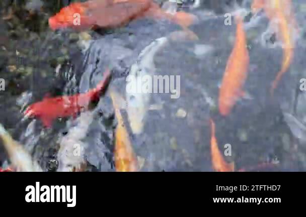 Ornamental fish breeding Stock Videos & Footage - HD and 4K Video Clips ...