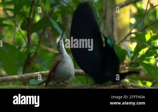 Black sicklebill (Epimachus meyeri), male bird of paradise with