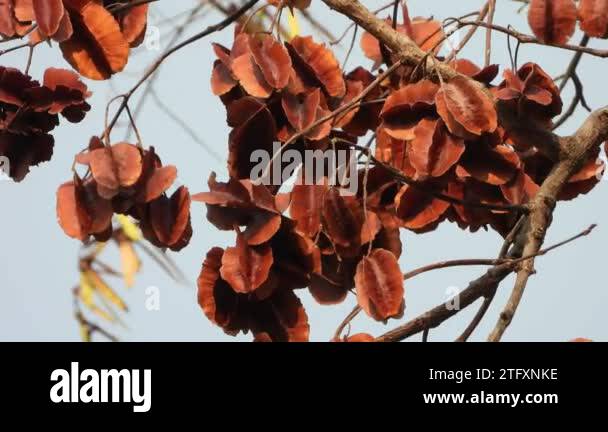 Elliptica Stock Videos & Footage - HD and 4K Video Clips - Alamy