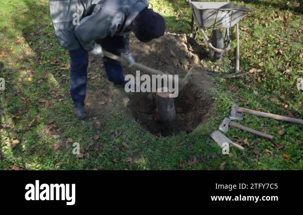 Tree root garden Stock Videos & Footage - HD and 4K Video Clips - Alamy