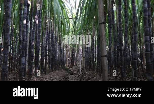 Rows of sugar cane Stock Videos & Footage - HD and 4K Video Clips - Alamy