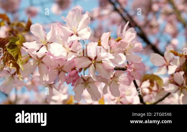 Sakura branch cherry blossom with falling petals of pink flowers Stock ...