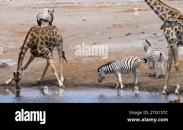 Close Up Of Giraffes And Zebras Drink Water From A Small Pond Or close-up-of-giraffes-and-zebras-drink-water-from-a-small-pond-or