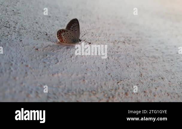Eastern Tailed Blue butterfly moving on a wall. Tiny winged insect ...