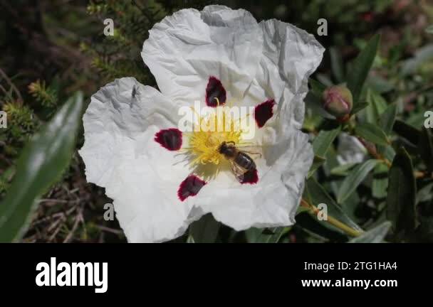 Cistus ladanifer labdanum gum Stock Videos & Footage - HD and 4K Video ...