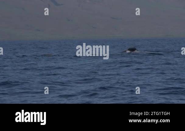 Extremely rare footage of a male Humpback whale performing an ...
