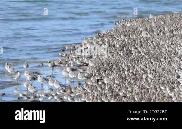 HD video zooming in on small beach, many shorebirds clustered in groups