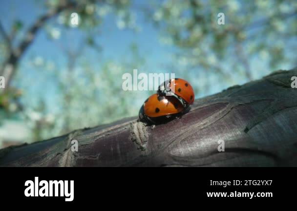 Two ladybugs mating on an apple tree branch on a spring sunny day ...