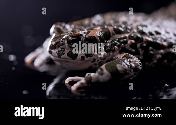 Toad Breating Amazing frog blinks eyes, stirs nostrils, macro. Beautiful ground toad ...