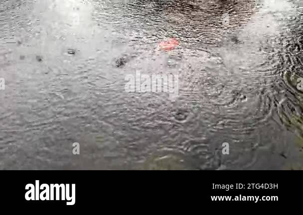 Rippled leaf surface Stock Videos & Footage - HD and 4K Video Clips - Alamy