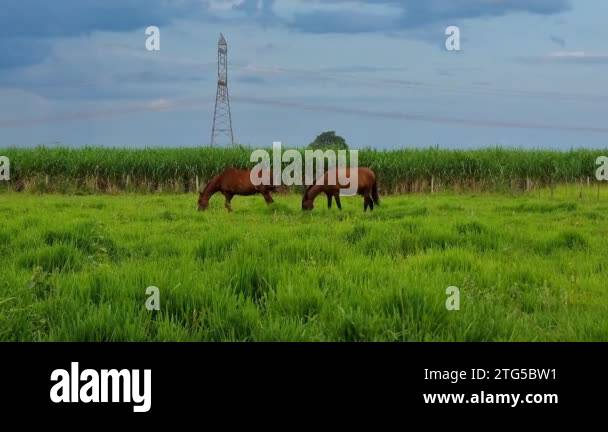 Two brown horses in the pasture of a farm eating grass on a cloudy dusk ...