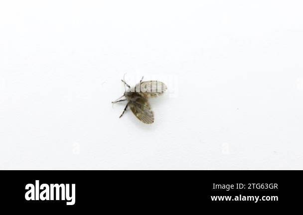 Bathroom moth midge Stock Videos & Footage - HD and 4K Video Clips - Alamy
