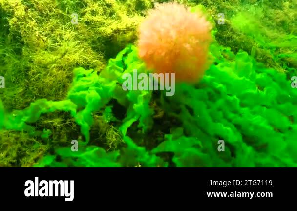 Tubenose Goby (Protherorhinus marmoratus) swims over green and red ...