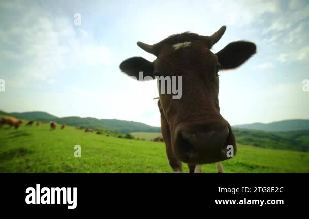 Extreme close-up of a curious dairy cow. Brown and white spotted cow ...
