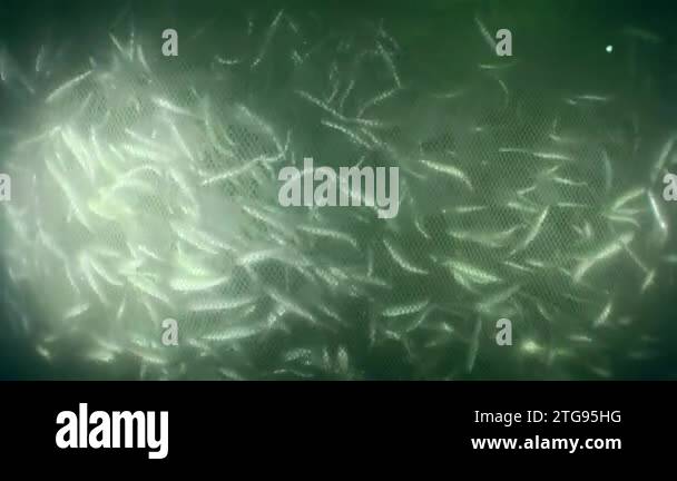 Fish inside the fishing net: as the net rises and its volume decreases ...