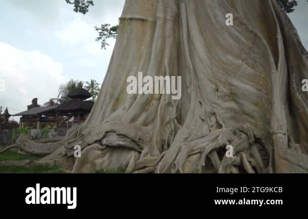 Bayan Banyan Ancient Giant Tree - The Oldest and Biggest Trees in Bali ...