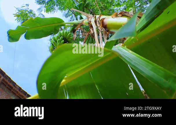 botanical name of coffee plant Poster | Coffee Plant Art Coffea Arabica 3 by Davis Sacker & Perkins main image 0