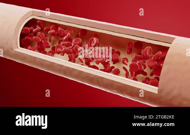 red-blood-cells-flow-inside-an-artery-cross-section-artery-view-healthy-blood-flow-medical-scientific-concept-professional-4k-3d-animation-2tgb2ke.jpg