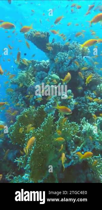 VERTICAL VIDEO: Colorful tropical fish swims on coral reef on blue ...