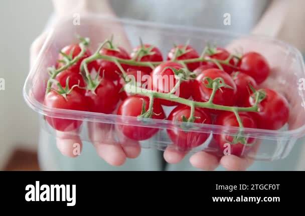 Private farmer shows ripe red cherry tomatoes grown on a plantation for ...
