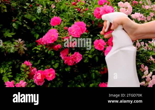 rose garden.hand spraying roses from a white bottle.Treatment of roses ...